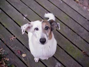 spot2.jpg (16149 bytes)